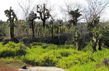 Cacti